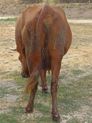 Attackers exploit ancient 'Dirty COW' kernel flaw
