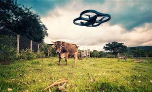 Adelaide Uni researcher calls for drone wildlife code of practice
