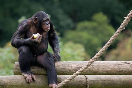 NAB deploys Chaos Monkey to kill servers 24/7
