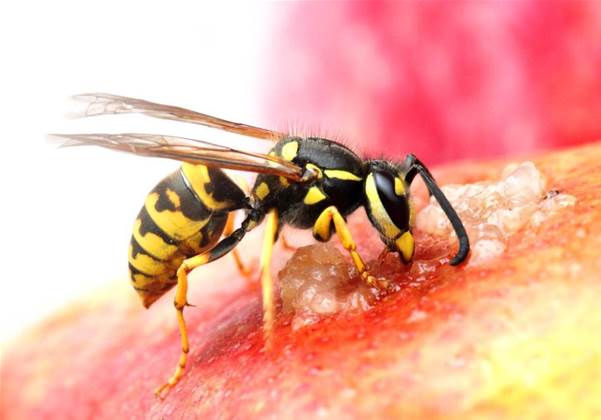 Newly-discovered Mac malware runs ancient code