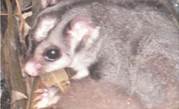Telstra techs uncover squirrel gliders in pit audit