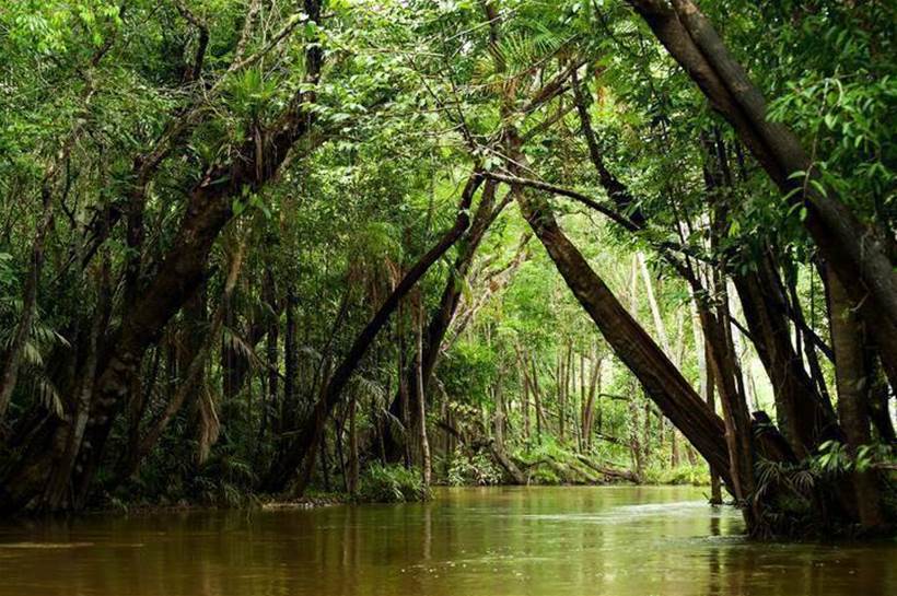 Using IoT to monitor biodiversity in the Amazon