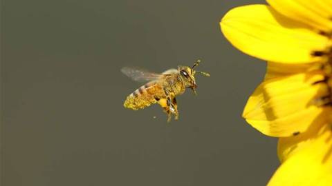 CSIRO, Intel call on Edison to save bees