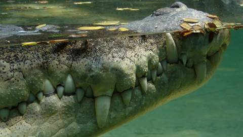 Crocodile network outs troublemakers