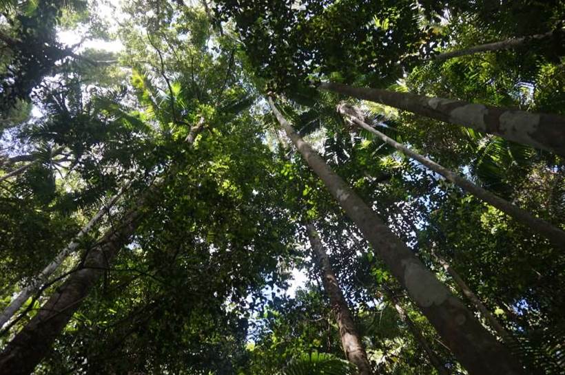 Sunshine Coast Uni to deploy forest sensors