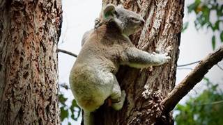Keeping track of koalas with IoT