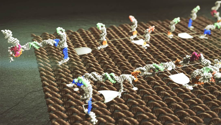 Researchers build circuit boards for biological computations