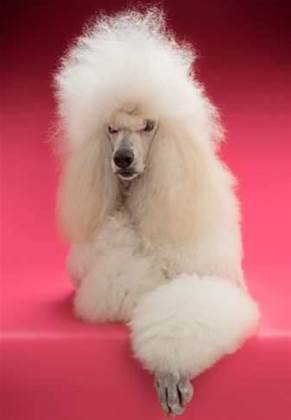 Apple dumps SSL 3.0 for push notifications after POODLE
