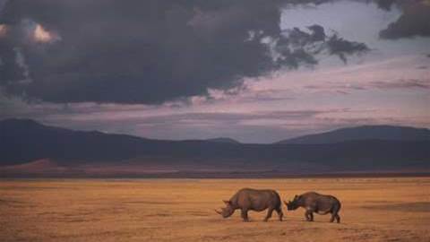Cisco, DiData track people to protect rhinos