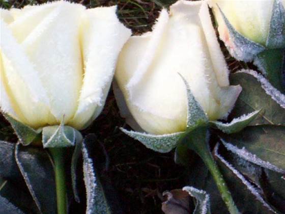 Roses Only flags big tech changes