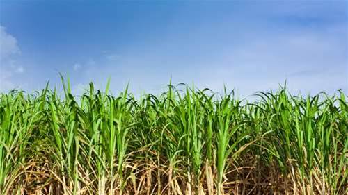 Queensland Sugar plots storage swapout