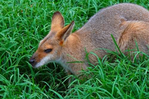Adobe bowls Wallaby at iPhone Flash ban