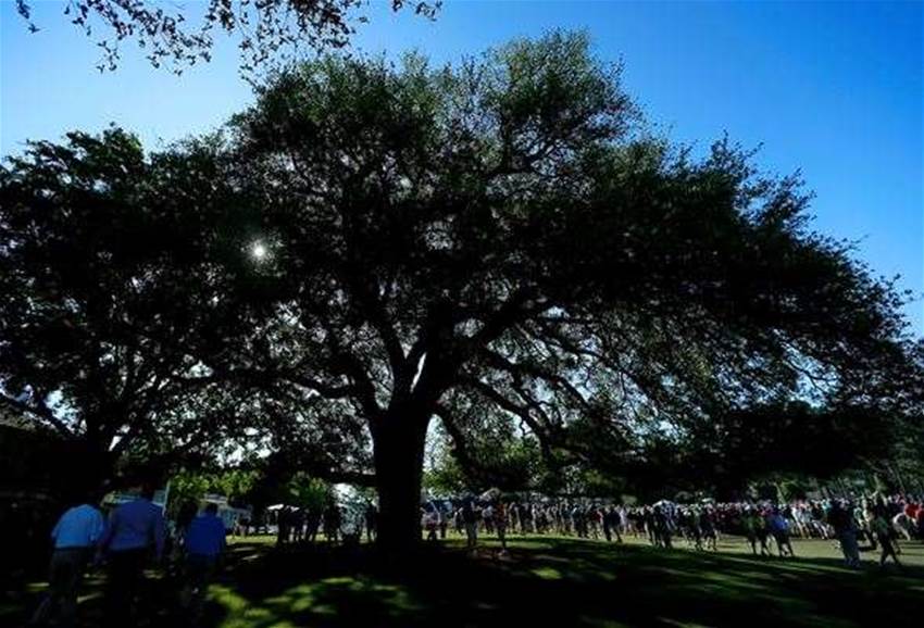 Augusta's Eisenhower Tree removed Augusta's Eisenhower Tree removed