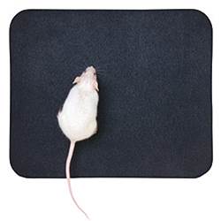 Scientific research is the rat's whiskers