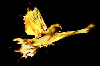 'Phoenix' burned in $100k software copyright bust