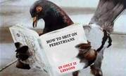 Australian internet fails pigeon test