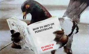 Australian internet fails pigeon test