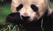 Analytic tools boost WWF fundraising