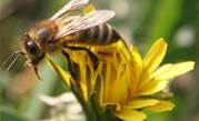 Boffins copy bees to boost web servers