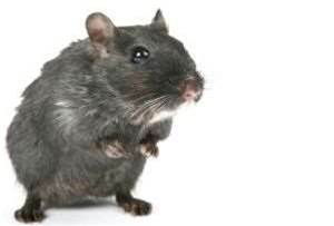 Robots learn from rats' brains