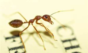 Ants solve dynamic optimisation puzzle