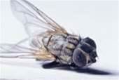 Microsoft talks down speech recognition bug
