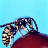 Compuware tackles Microsoft source code bugs
