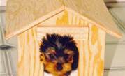 ID thief in the doghouse after puppy scam