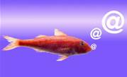 GlassFish gets LAMP stack and multimedia add-on