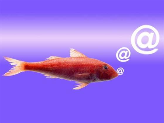 Phishing fraud emails target domain name owners