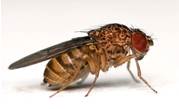 Fruit fly brains for wireless deployments