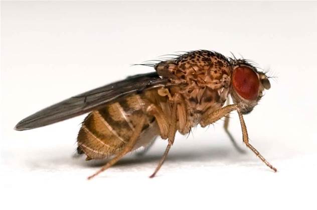 Fruit fly brains for wireless deployments
