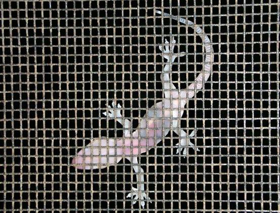 Engineers build climbing robotic gecko