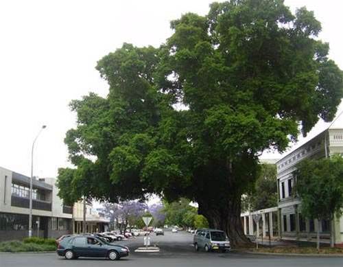 Toro shies away from head office SAP reports