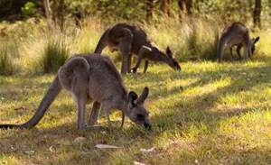RFID tags track harvested kangaroos