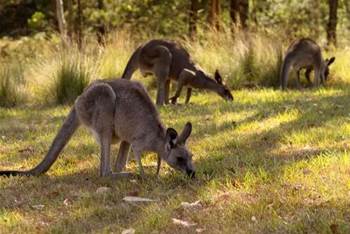 RFID tags track harvested kangaroos