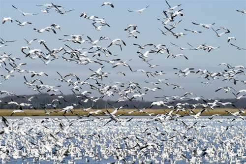 IBM boasts hundreds of Sun migrations