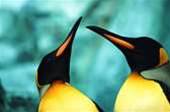 Linspire brings place shifting to Linux
