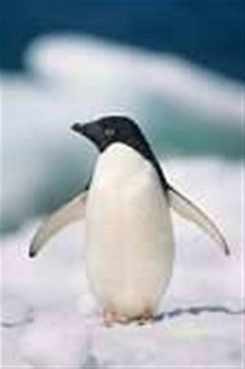 Opinion: How much is that penguin in the Window?