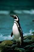 OpenSUSE 10.2 is 'most usable Linux ever'