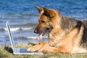 Security fears dog online banking