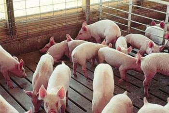 Google targets swine flu with Australian search data