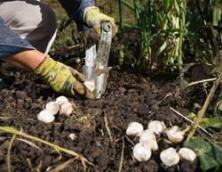 6 Simple Steps To Winterise Your Garden