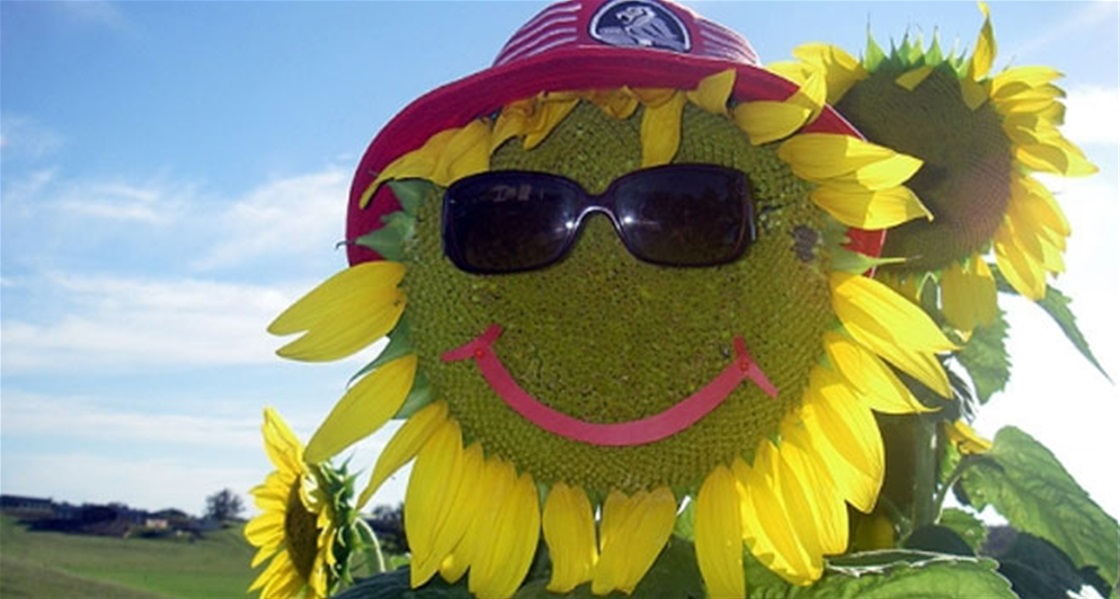 King Sized Sunflowers K Zone