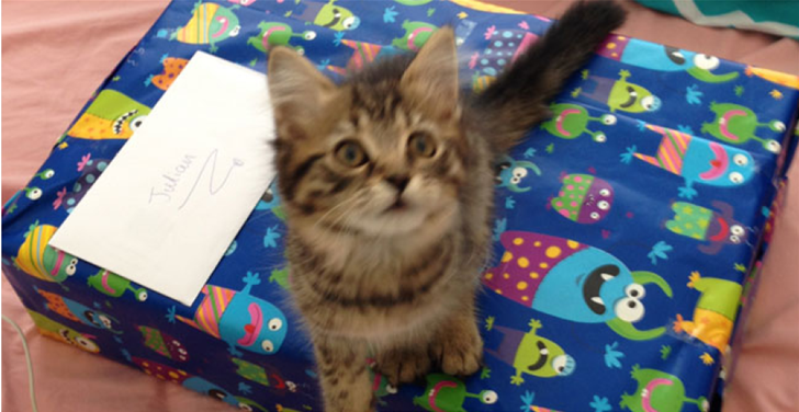 Kitten Update and New Book! Kitten Update and New Book!