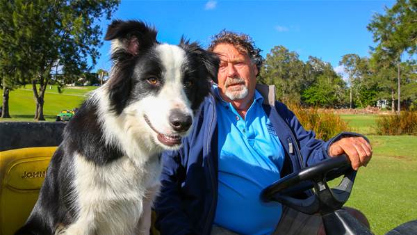 Aussie golf 'Super' dogs