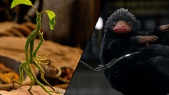 Have you seen Fantastic Beasts and Where to Find Them?
