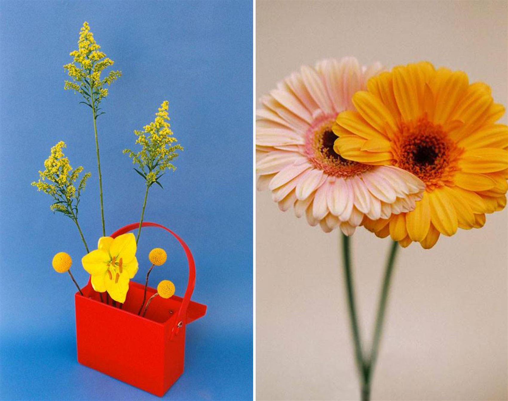 paula codoner’s calming floral photos