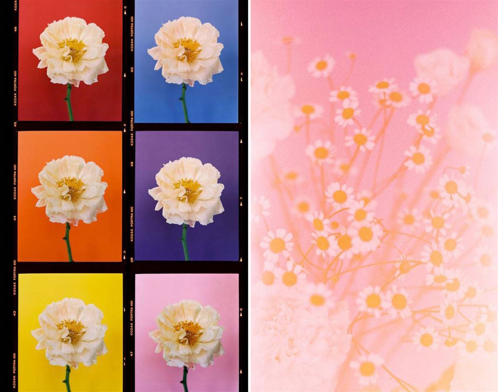 paula codoner’s calming floral photos