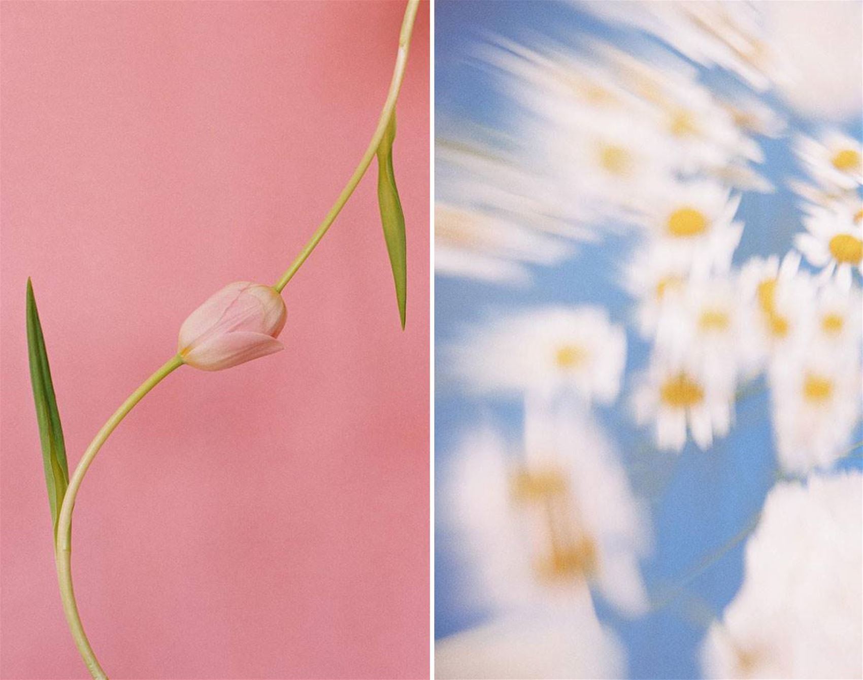 paula codoner’s calming floral photos